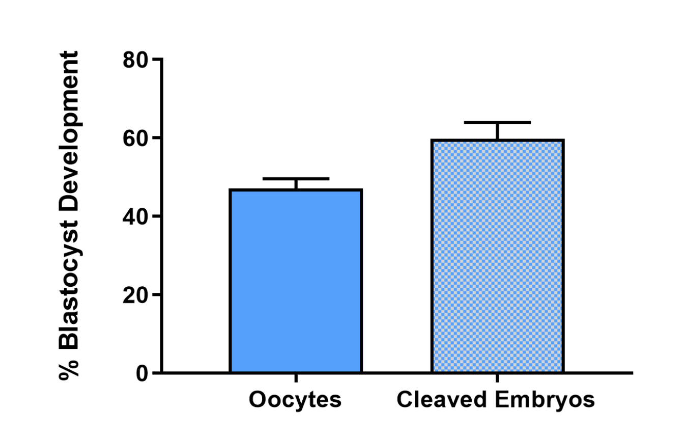 Our Bovine Embryo Development Results
