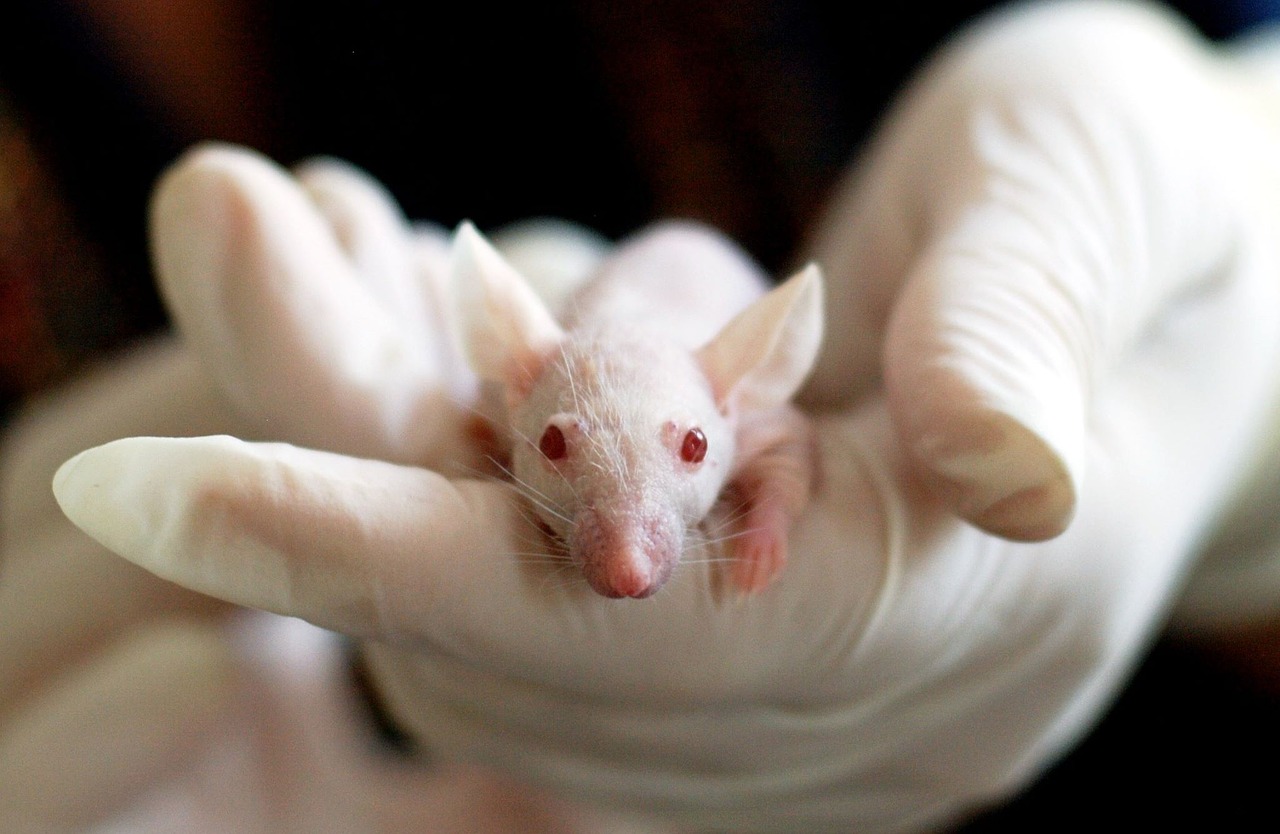 animal, mouse, experiment-1554745.jpg