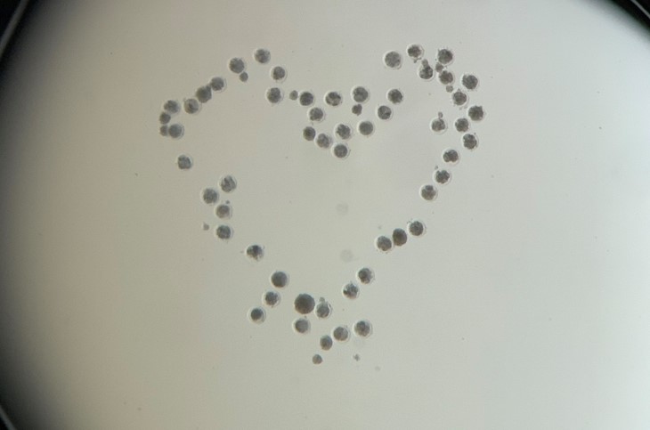 Heart shape in microscope