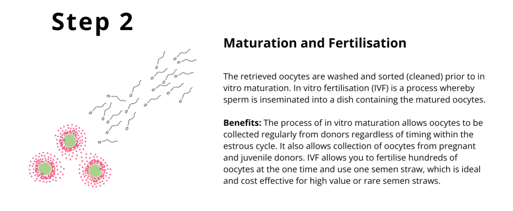 Step 2 Maturation
