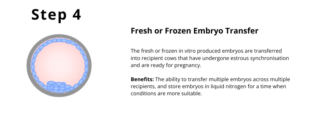 Step 4 Fresh or Frozen