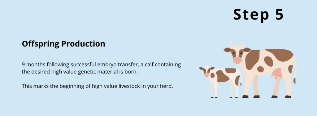 Step 5 Live Calves