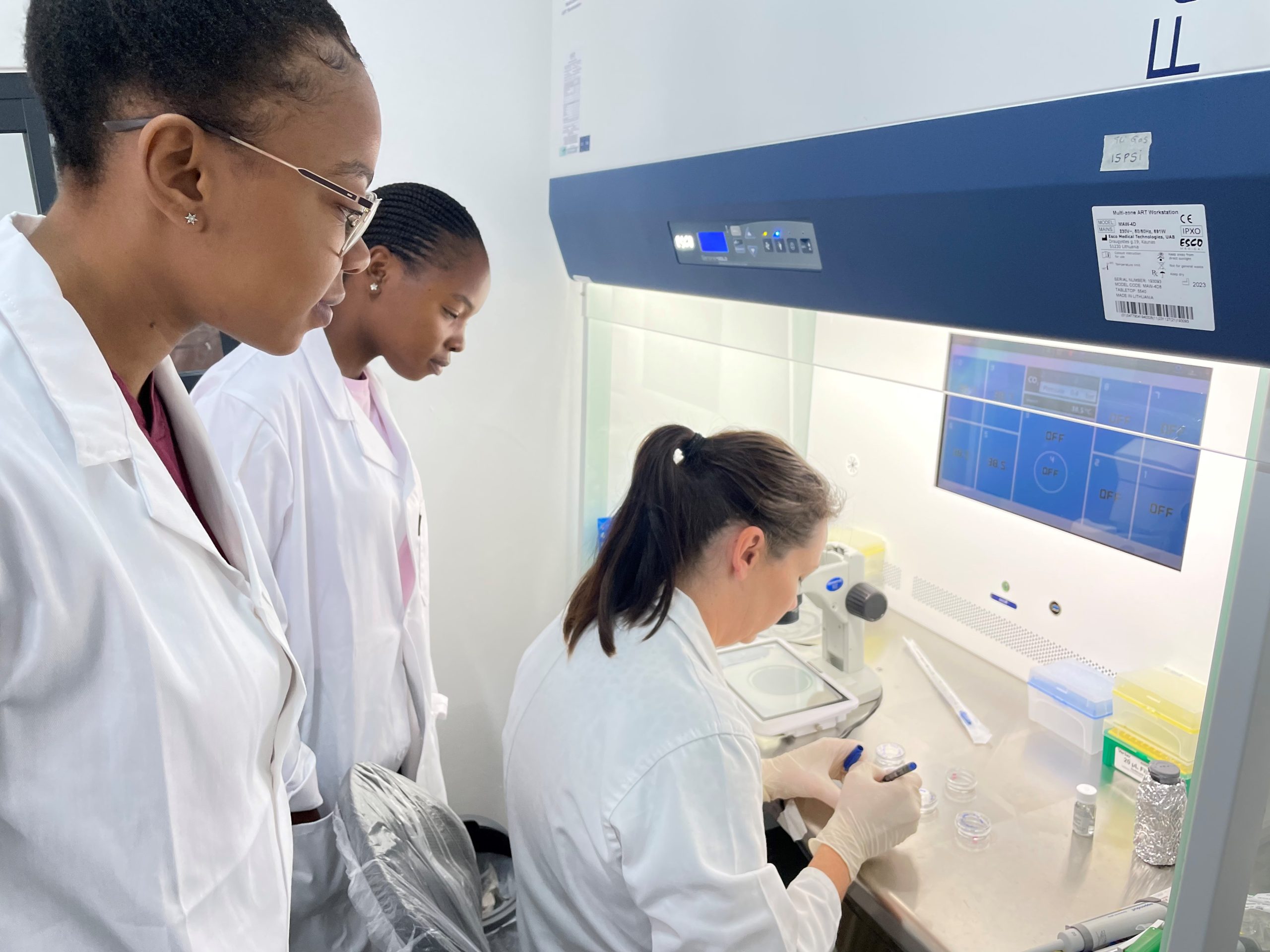 In Vitro Embryo Production IVEP IVF Training South Africa Fire Sky Ankole Art Lab Solutions IVEP training South Africa bovine IVEP training IVF laboratory training cattle embryo production training Fire Sky Ankole Ankole cattle IVEP embryology training South Africa ART Lab Solutions IVEP in vitro embryo production training