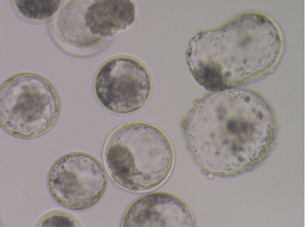 Blastocyst embryos in vitro culture ART Lab Solutions