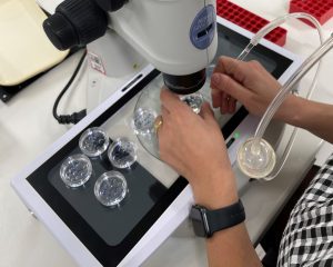 Embryology Techniques and Aliquot Preparation Technique for Bovine Gamete and Embryo Successful Outcomes ART LAB SOLUTIONS