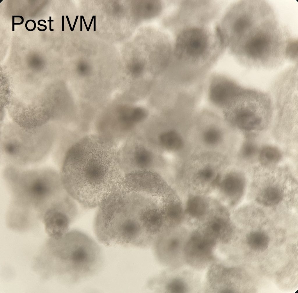 ART LAB SOLUTIONS in vitro maturation IVM of bovine cumulus-oocyte-complexes Post IVM