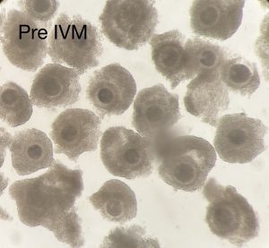 ART LAB SOLUTIONS in vitro maturation IVM of bovine cumulus-oocyte-complexes Pre IVM bovine in vitro maturation process of cumulus oocyte complexes