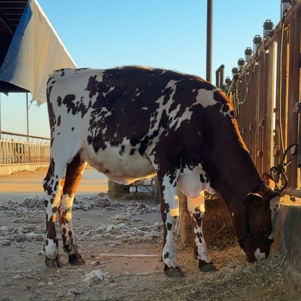 What is bovine IVF